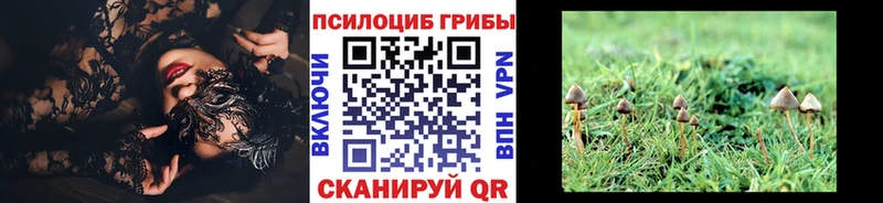 Купить где  Елабуга  Галлюциногенные грибы Psilocybine cubensis 